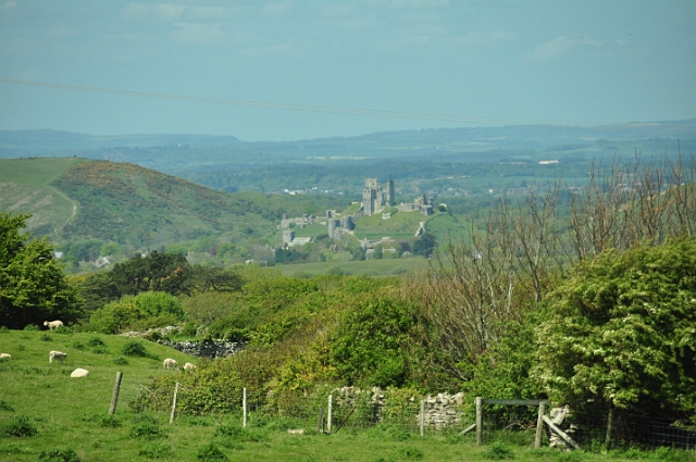 13 05 15_4063-copy.JPG - ISLE OF PURBECK, DORSET - SPRING 2015